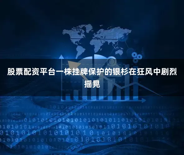 股票配资平台一株挂牌保护的银杉在狂风中剧烈摇晃